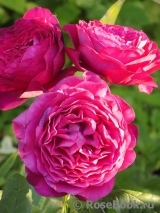 Johann Wolfgang von Goethe Rose® Johann Wolfgang von Goethe Rose®