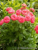 Planten un Blomen® Planten un Blomen®