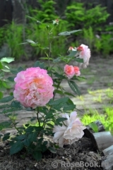Augusta Luise Augusta Luise