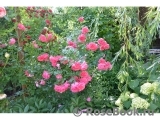 Rosarium Uetersen Rosarium Uetersen