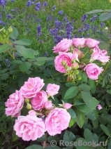 Morden Belle
