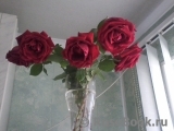 Crimson Glory Cl. Crimson Glory Cl.