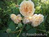 Crown Princess Margareta®