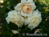 Crocus Rose® Crocus Rose®
