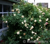 Crown Princess Margareta® Crown Princess Margareta®