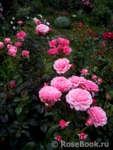 Tickled Pink Tickled Pink