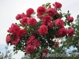 Rosarium Uetersen