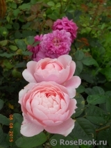 The Alnwick Rose The Alnwick Rose