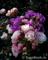 Aspirin Rose Aspirin Rose