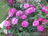 Heidi Klum Rose Heidi Klum Rose