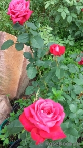 Dame de Coeur Dame de Coeur
