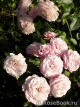 Kordes' Rosenfaszination ® Kordes' Rosenfaszination ®