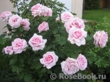 Frederic Mistral® Frederic Mistral®