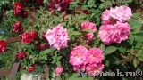 Zephirine Drouhin Zephirine Drouhin