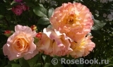 Augusta Luise Augusta Luise