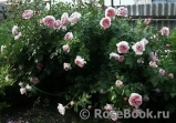 Abraham Darby Abraham Darby