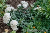 White Meidiland White Meidiland