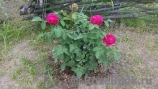 Rose de Rescht Rose de Rescht
