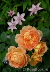 Lady of Shalott Lady of Shalott