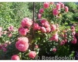 Rosarium Uetersen Rosarium Uetersen