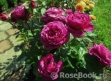 Heidi Klum Rose Heidi Klum Rose