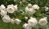 Aspirin Rose Aspirin Rose
