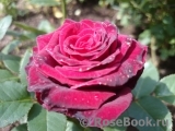 Black Baccara Black Baccara