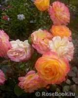 Gartenspass ® Gartenspass ®