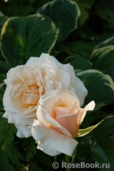 Pride and Prejudice Pride and Prejudice