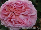 Abraham Darby Abraham Darby