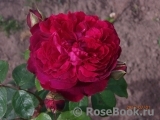 William Shakespeare 2000 William Shakespeare 2000