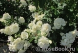 White Meidiland White Meidiland