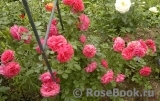 Rosarium Uetersen Rosarium Uetersen