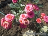 Lovely Lydia® Lovely Lydia®