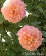 Augusta Luise Augusta Luise