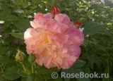 Augusta Luise Augusta Luise