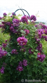 Perennial Blue