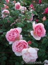Abraham Darby Abraham Darby