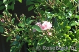 Rosenholm Rosenholm