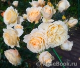 Cream Abundance Cream Abundance