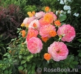 Gartenspass ® Gartenspass ®