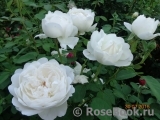 Glamis Castle® Glamis Castle®