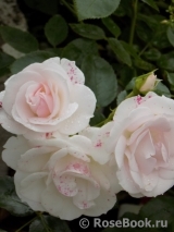 Aspirin Rose Aspirin Rose