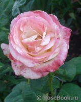Belle Perle Belle Perle