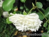 White Meidiland White Meidiland