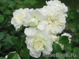 White Meidiland White Meidiland