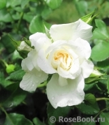 White Meidiland White Meidiland