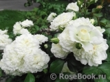 White Meidiland White Meidiland