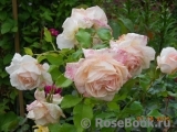 Chandos Beauty Chandos Beauty