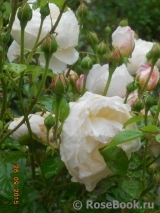 Glamis Castle® Glamis Castle®